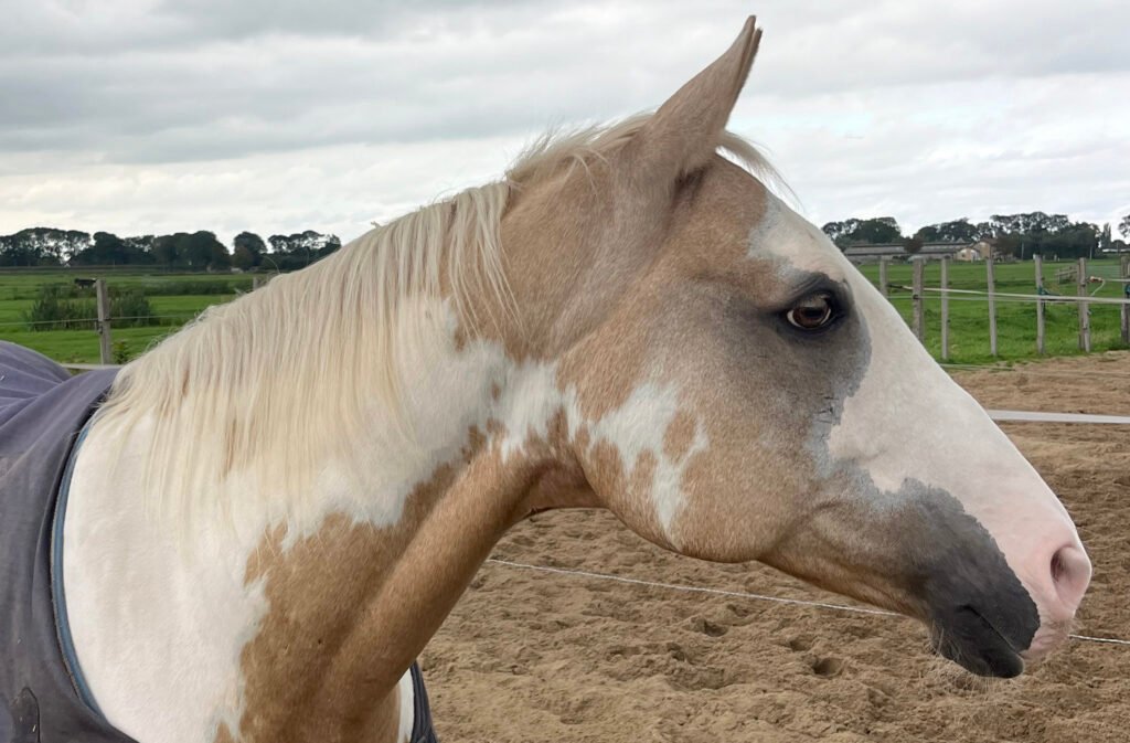 equine assisted coaching met paarden in Amsterdam