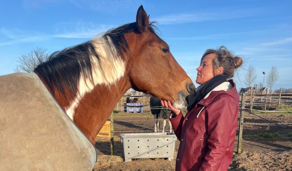 equine assisted coaching met paarden in Amsterdam